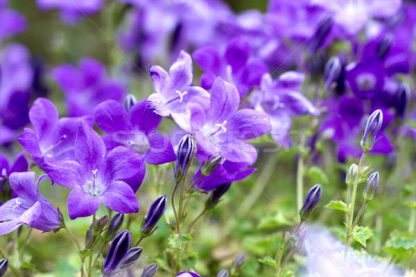 Campanula Portenschlagiana - Floarea clopoțel