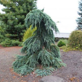 Cedrus libani 'Pendula'