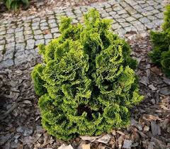 Chamaecyparis obtusa 'Nana Gracilis'