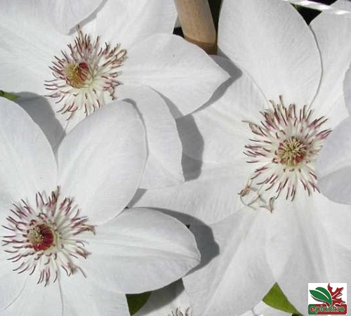 Clematis-Miss-Bateman.jpg clematia miss bateman