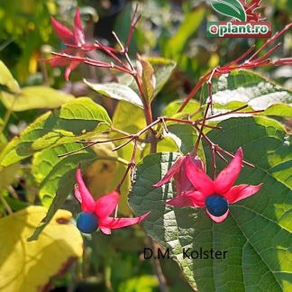 Clerodendrum trichotomum var fargesii