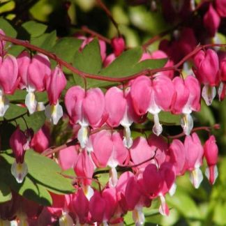 dicentra spectabilis