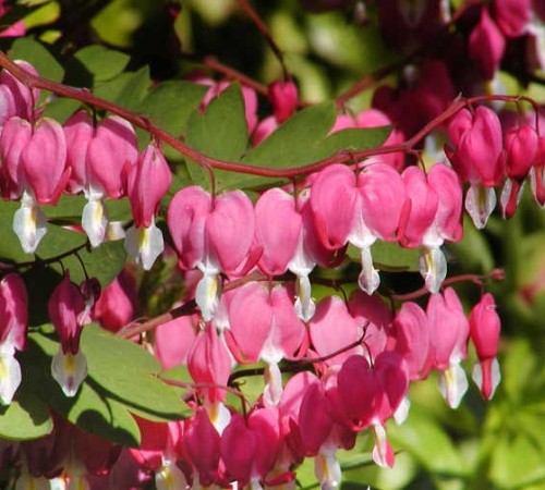 Dicentra-spectabilis dicentra spectabilis