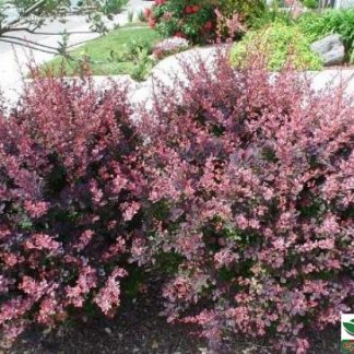 Berberis thunbergii 'Atropurpurea Nana'