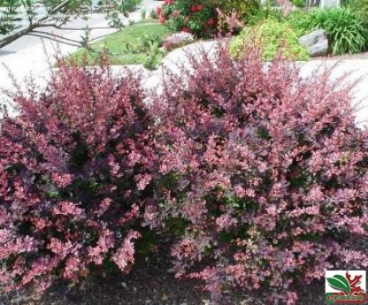 Berberis thunbergii 'Atropurpurea Nana'