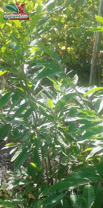 castanea-sativa boom