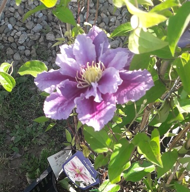 clematis-pilu-dublu.jpg