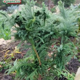 Cryptomeria japonica 'Cristata'