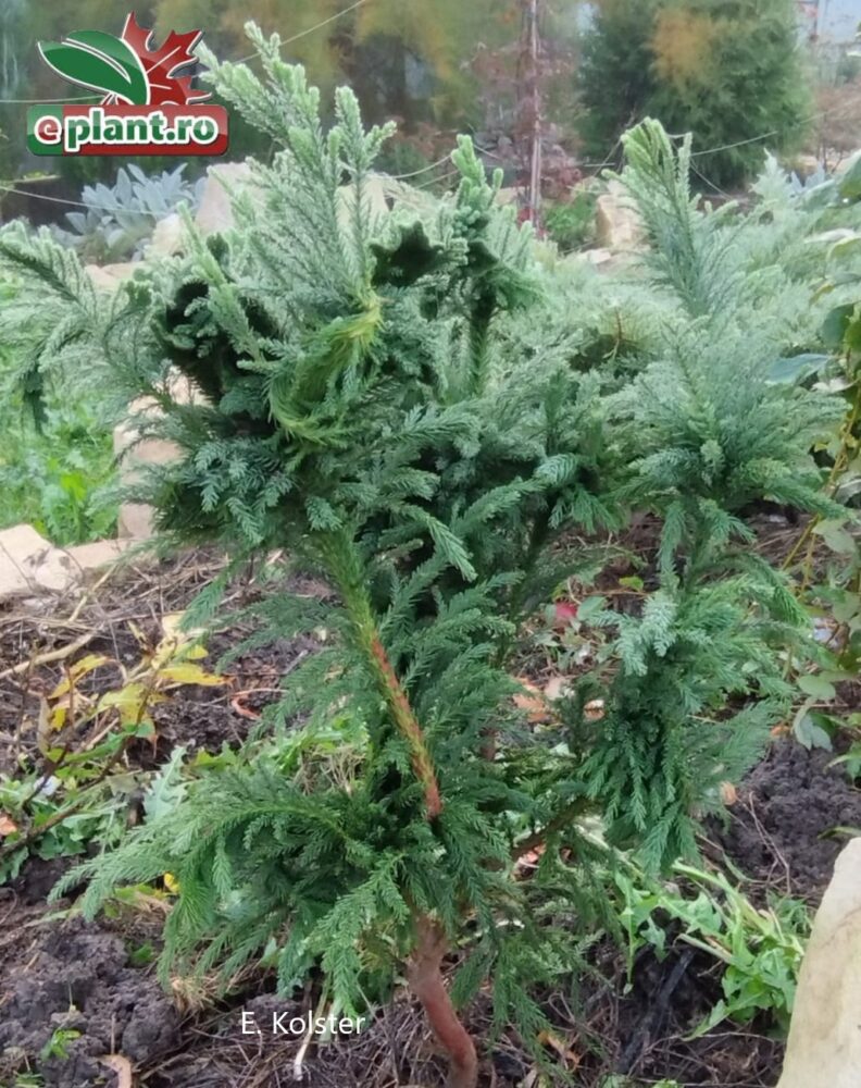 cryptomeria jap. 'Cristata' plant Cryptomeria japonica 'Cristata'