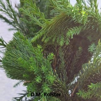 Cryptomeria japonica 'Cristata'