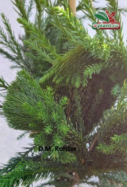 Cryptomeria japonica 'Cristata'