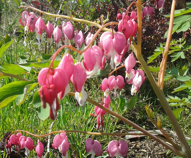 dicentra-spectabilis-1-1.jpg Dicentra spectabilis - cerceii doamnei