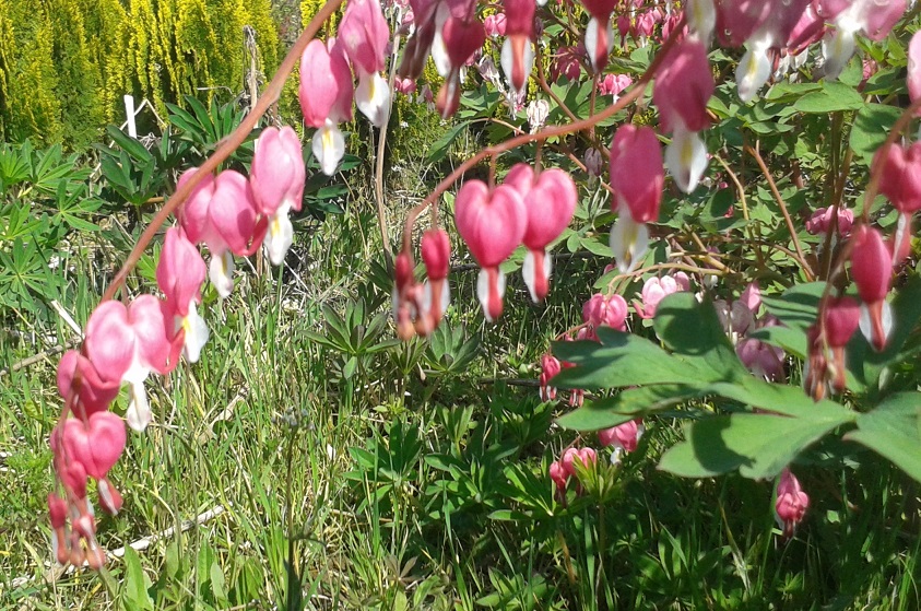 dicentra-spectabilis-2.jpg
