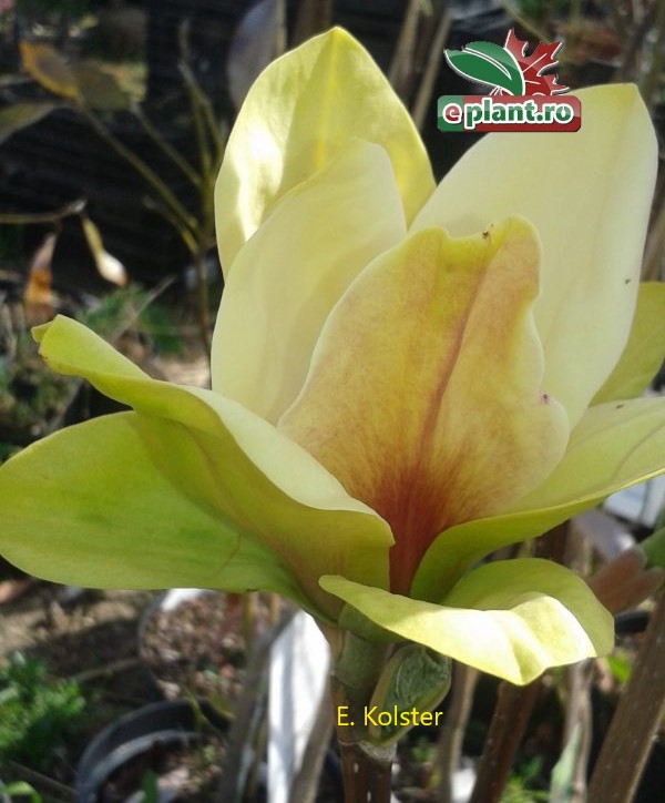 magnolia sunsation bloem Magnolia 'Sunsation'