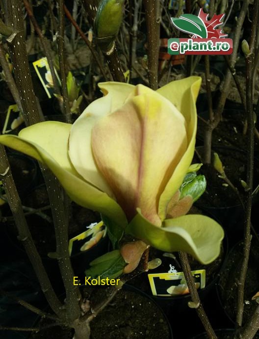 magnolia sunsation bloem2