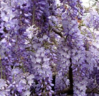 wisteria sinensis, este o liana cu flori albastru