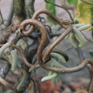 Corylus avellana 'Contorta' - Alun creț