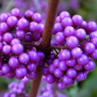 Callicarpa bodinieri 'Profusion'