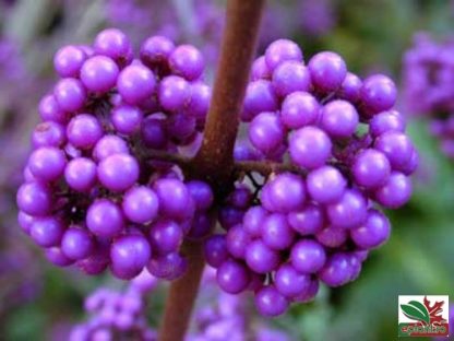 Callicarpa bodinieri 'Profusion'