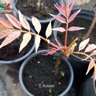 Cedrela sau Toona sinensis 'Flamingo'