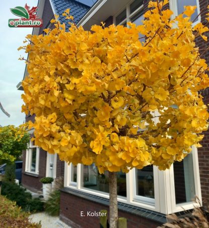 Ginkgo biloba 'Marieken' - Arborele pagodelor