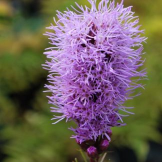 Liatris spicata 'Kobold'