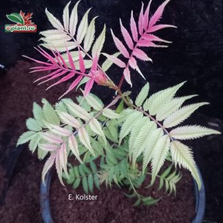 Sorbaria sorbifolia 'Sem'