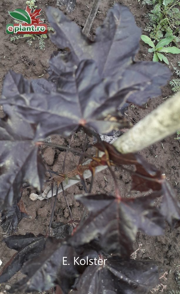 acer pseudoplatanus crimson sentry blad
