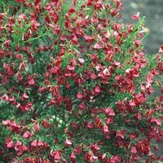 Cytisus praecox 'Rubry' - Mătura