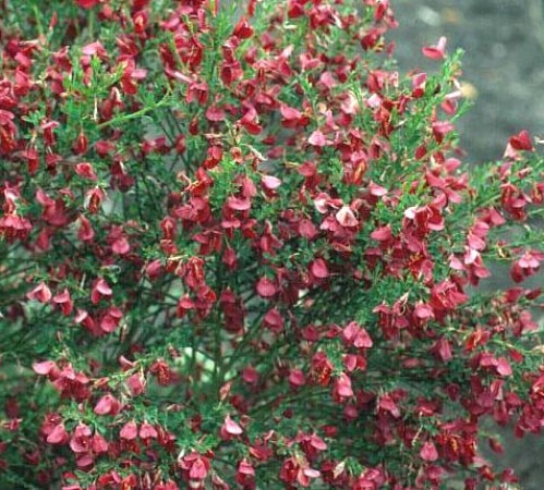cytisus preacox 'Boskoop ruby' Cytisus praecox 'Rubry' - Mătura