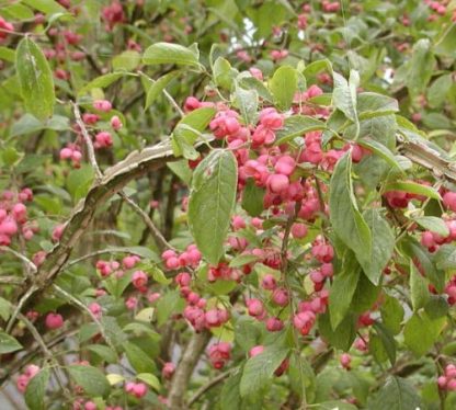 Euonymus alatus 'Compactus'