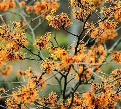 Hamamelis intermedia 'Aphrodite'