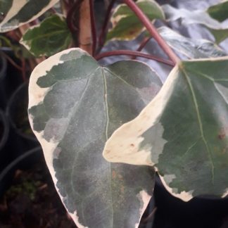 Hedera colchica 'Dentata Variegata'