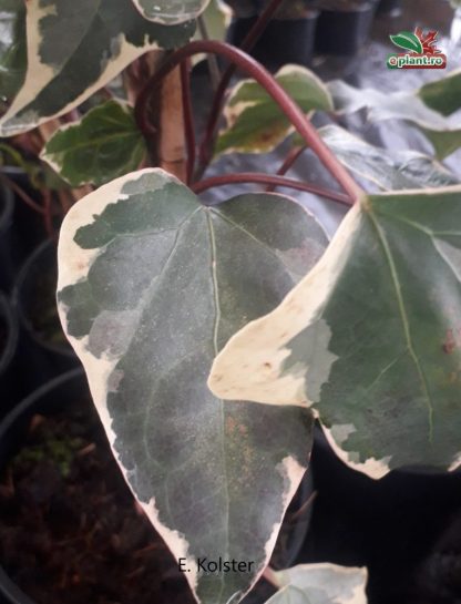 Hedera colchica 'Dentata Variegata'