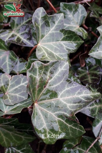 Hedera helix