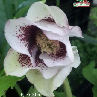 Helleborus or. Pretty Ellen Spotted