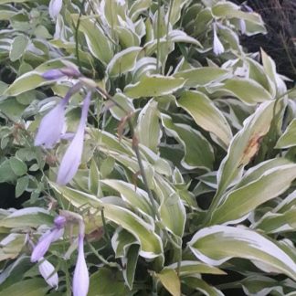 Hosta decorata