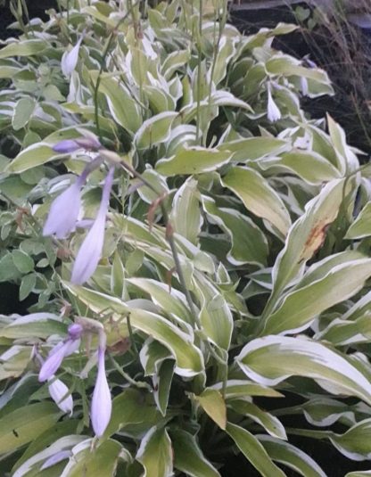 Hosta decorata