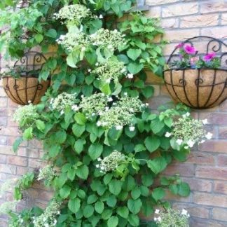 Hydrangea anomala 'Petiolaris'