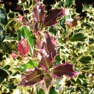 Ilex aquifolium 'Argenteomarginata'