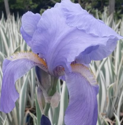 Iris pallida 'Argentea Variegata'