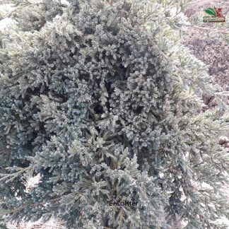 Juniperus squamata 'Blue Carpet'