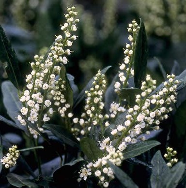 prunus otto luyken bloem