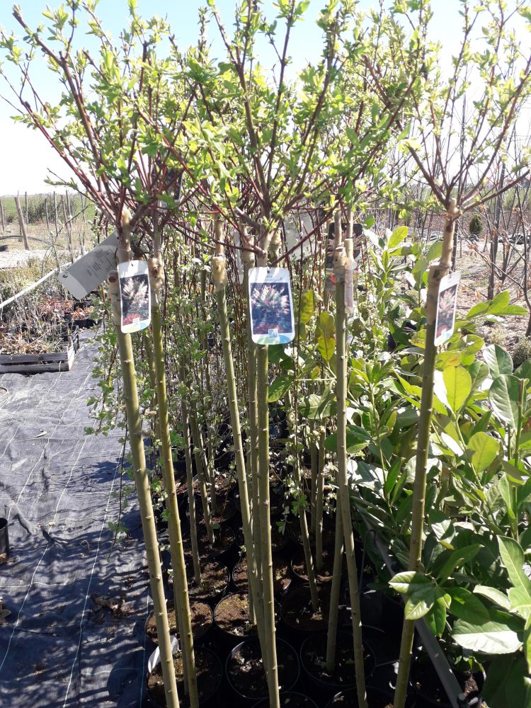 salix hacuro nishiki