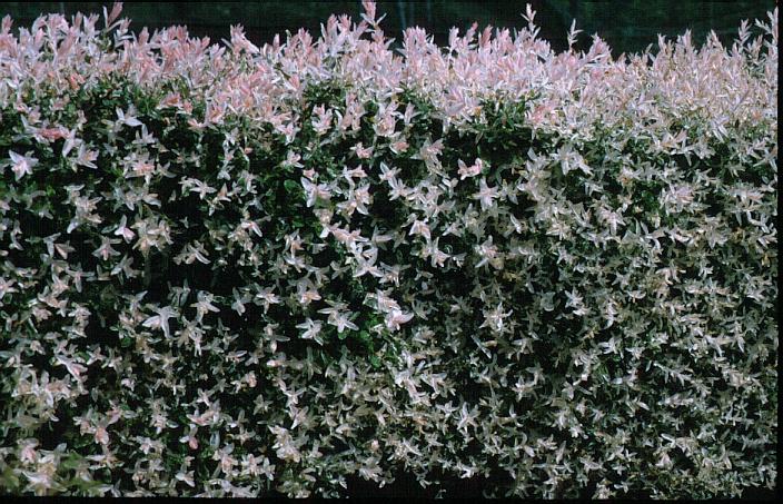 salix int 'Hakuro nishiki' ptr. gard viu