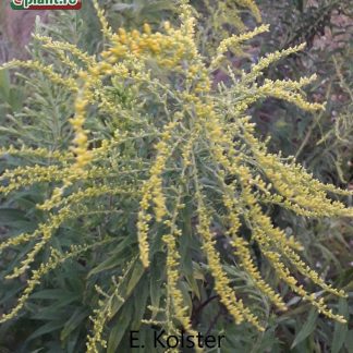 Solidago gigantea 'Goldenrod'