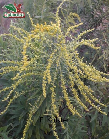 Solidago gigantea 'Goldenrod'