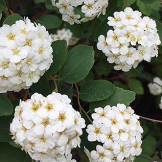 Spiraea x vanhouttei