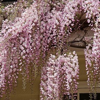 Wisteria floribunda 'Honbeni'