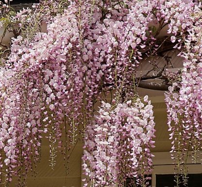 Wisteria floribunda 'Honbeni'